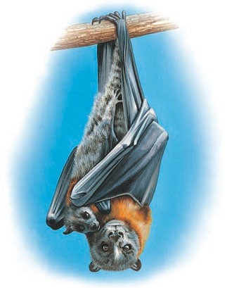 A baby flying fox clings to its mother