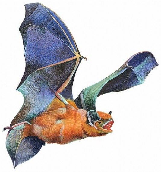 Great noctule bat