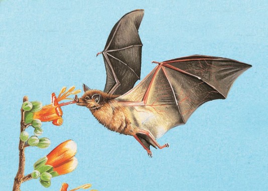 Pollinating bat