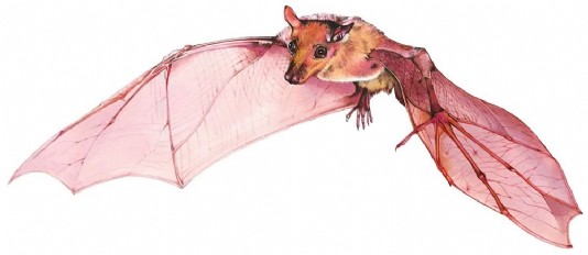 Flying fox