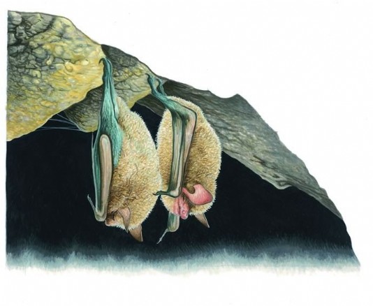 Pipistrelle bats hibernating in a cave