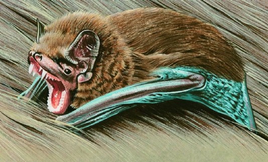 Vampire bat