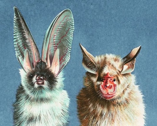 Long-eared bat (left) and leaf-nosed bat (right).