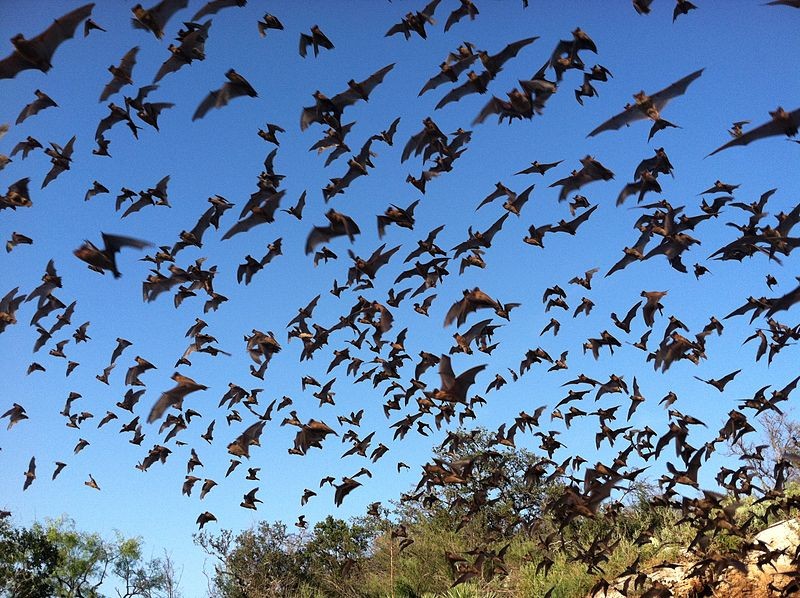 A flock of Mexican free-tailed bats