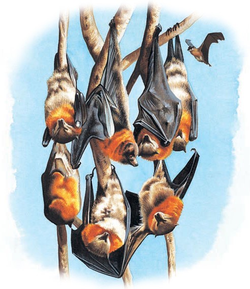 Male flying fox with his "harem" of females