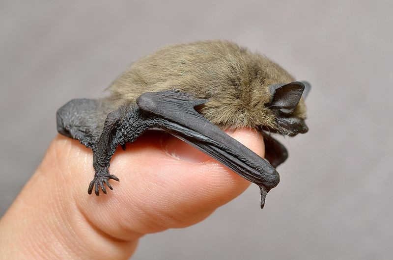 Common pipistrelle, on a person's thumb