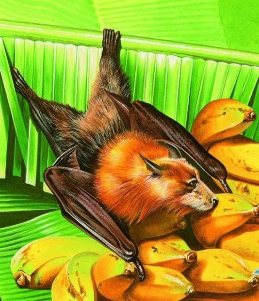 A flying fox in a banana tree