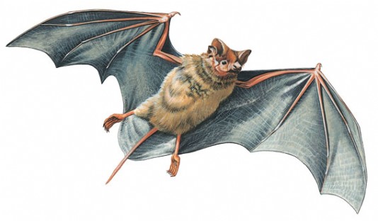 Free-tailed bat