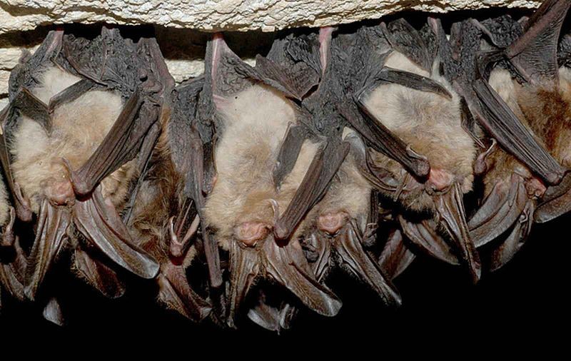 Virginia big-eared bats hibernating