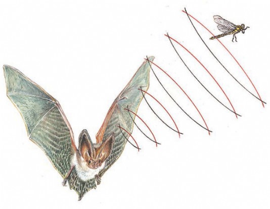A bat hunts an insect using echolocation.