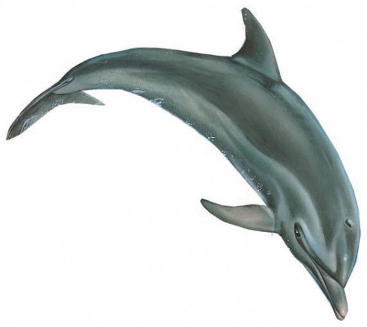 Bottlenose dolphin