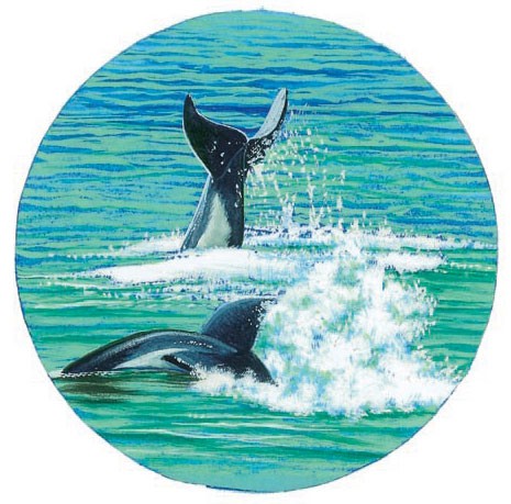 Dolphins lobtailing