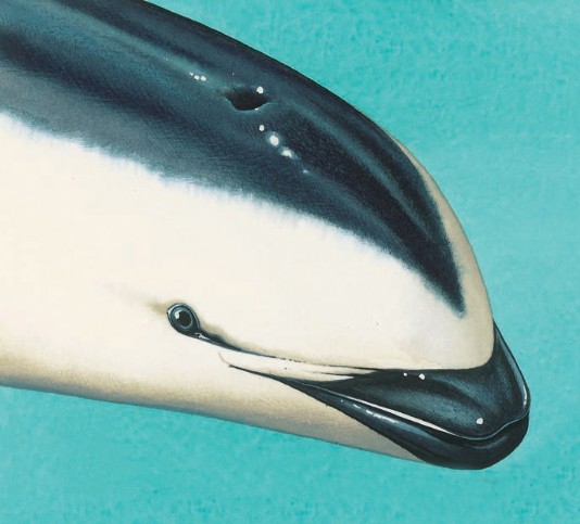 The head of a dusky dolphin