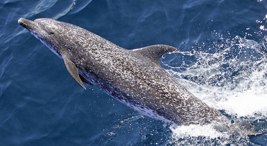 Atlantic spotted dolphin
