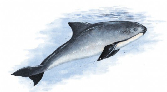 Vaquita