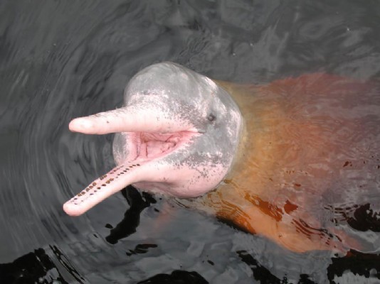 Amazon dolphin