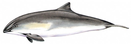 Harbour porpoise