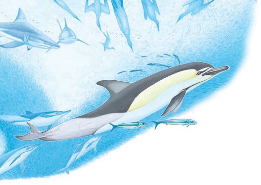 Common dolphins herding a shoal of fish