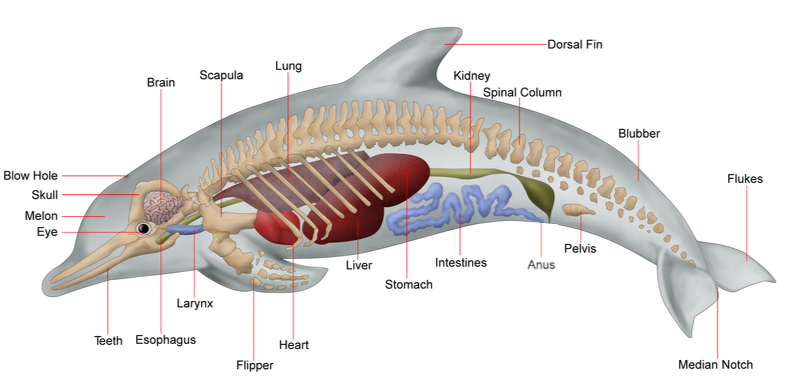 Dolphin anatomy