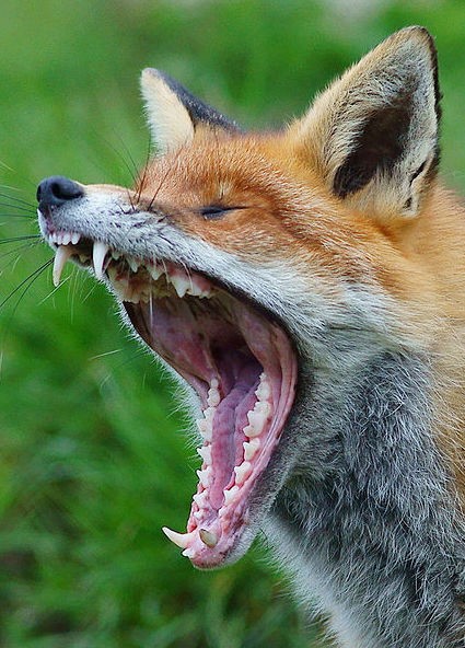 Red fox yawning