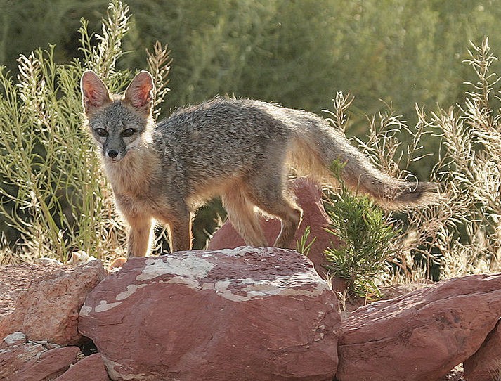 Kit fox