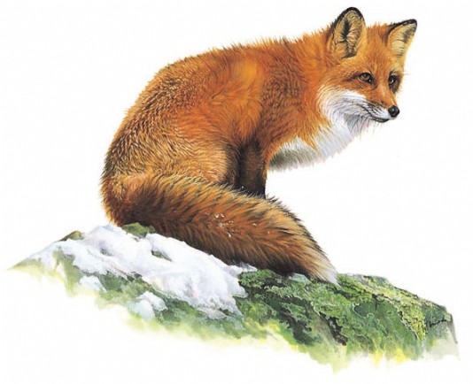 Red fox