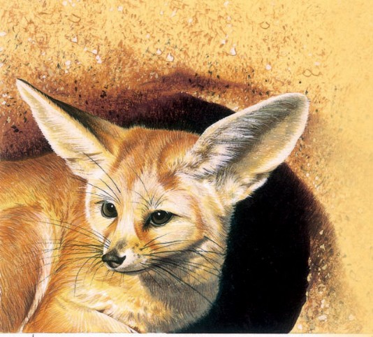 Fennec fox