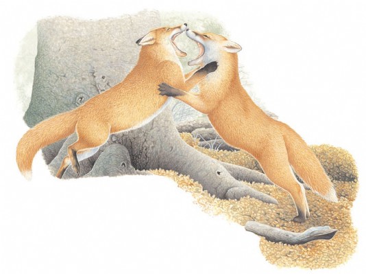 Foxes fighting