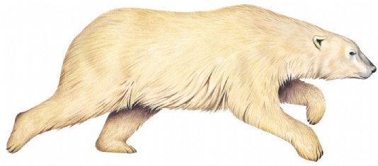 Polar bear
