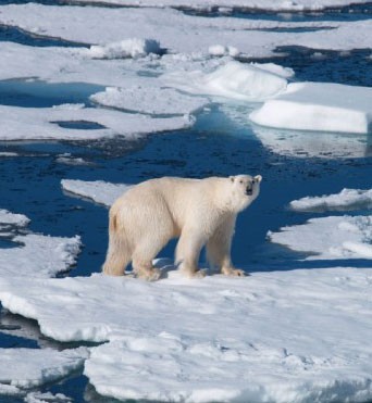 Polar bear on sea ice