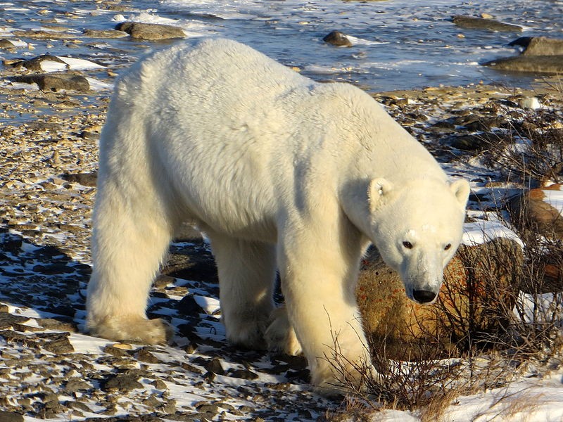 Polar Bear on land