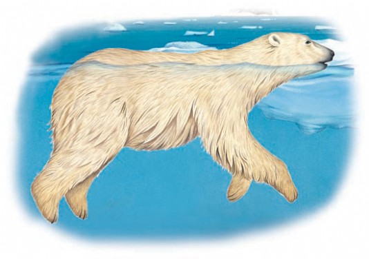 A polar bear swimming