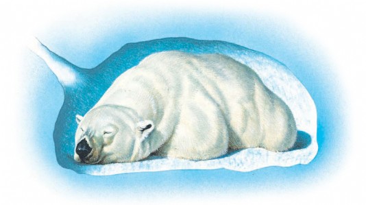 A female polar bear in her maternity den