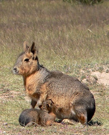 Patagonian mara