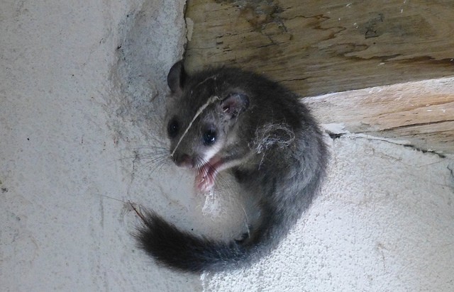 Dormouse
