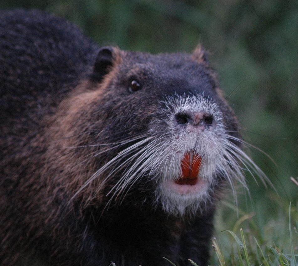 Coypu (nutria)