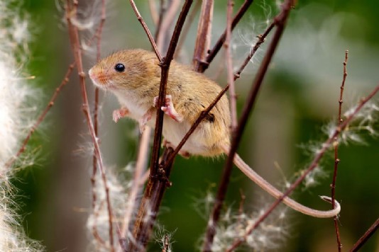 Harvest mouse