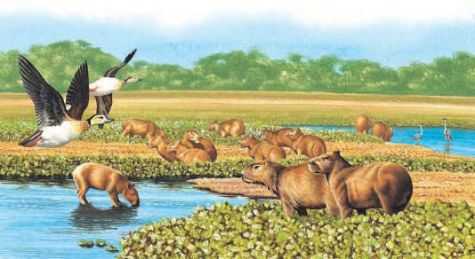 Capybaras grazing in wetlands