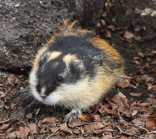 Lemming