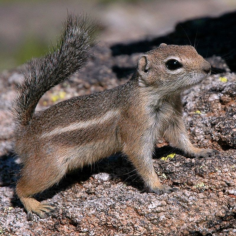 Harris’s antelope squirrel