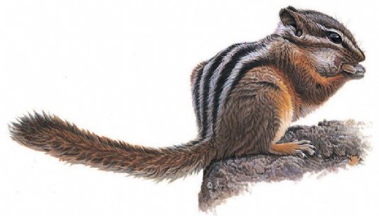 Chipmunk