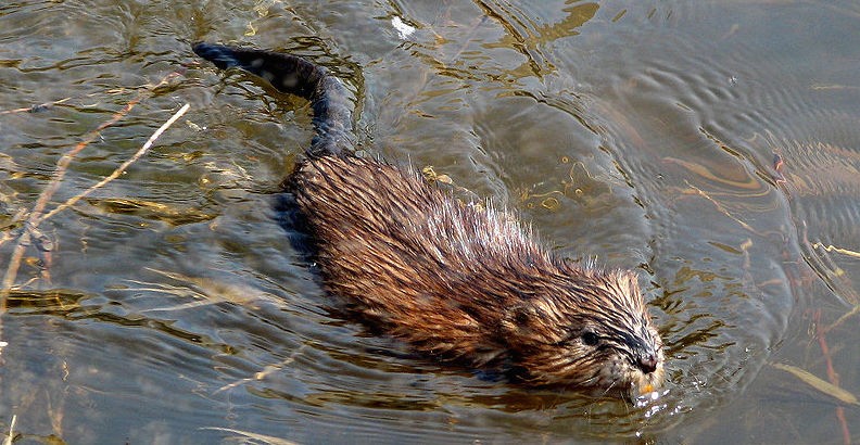 Muskrat swimming