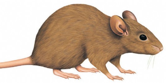 House mouse