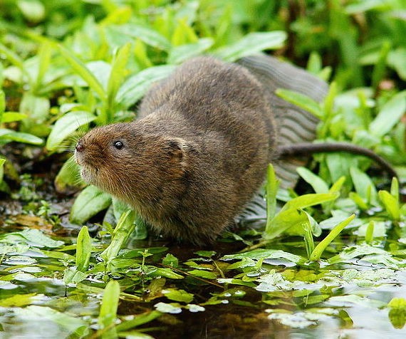 European water vole