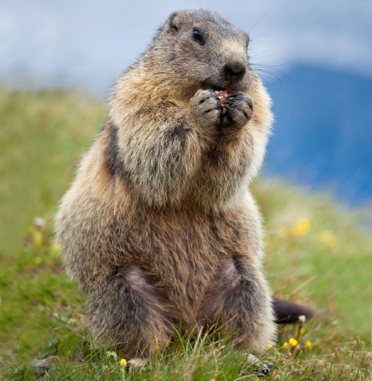 Marmot
