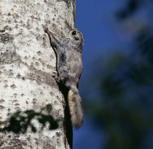 Flying squirrel