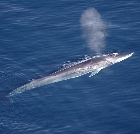 Fin whale