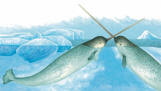  Narwhals fighting