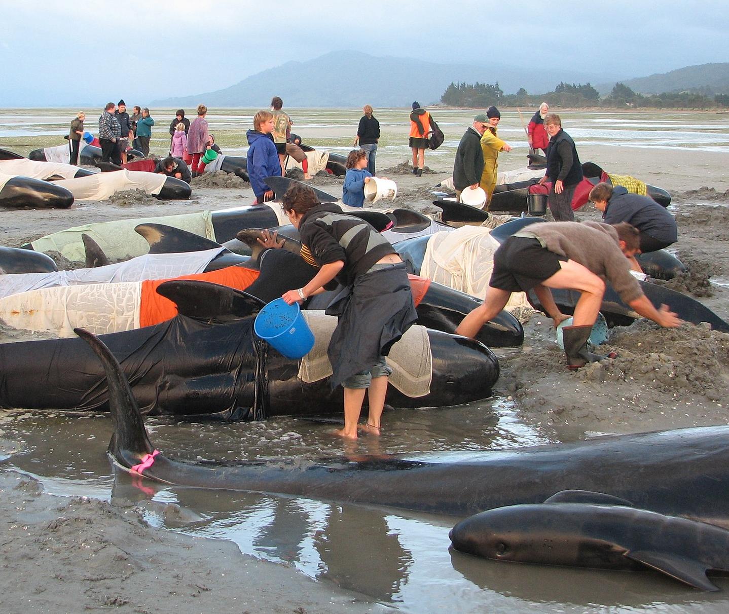 Volunteers attempt to keep stranded pilot whales cool