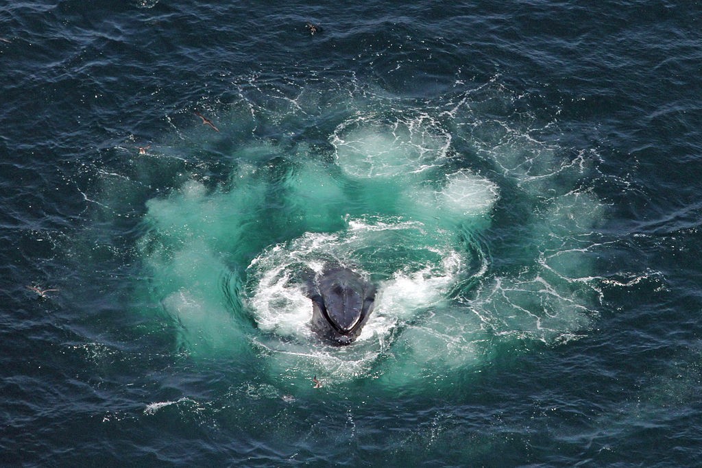 Humpback whale creating a bubble net